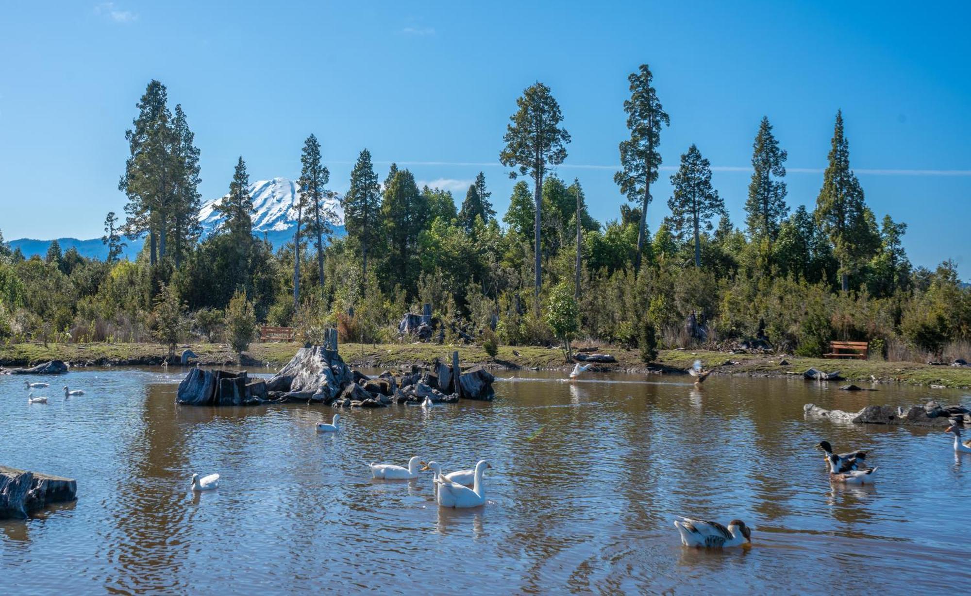 Отель Parque La Pajarera Пуэрто-Варас Экстерьер фото
