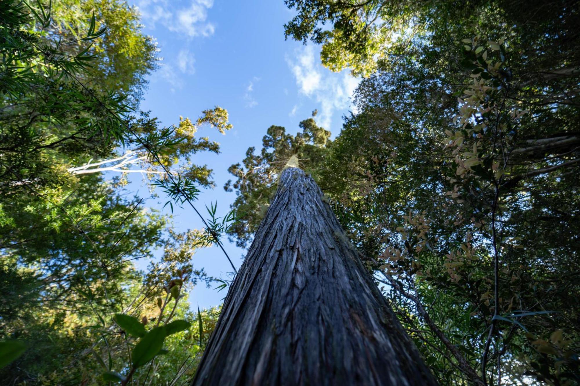 Отель Parque La Pajarera Пуэрто-Варас Экстерьер фото